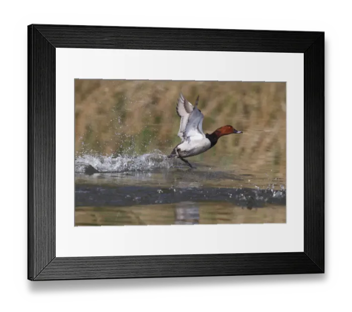 Framed Print : Common Pochard -Aythya ferina-, drake taking off, Sarszentmiklos, Fejer megye, Hungary Framed Print : Common Pochard -Aythya ferina-, drake taking off, Sarszentmiklos, Fejer megye, Hungary