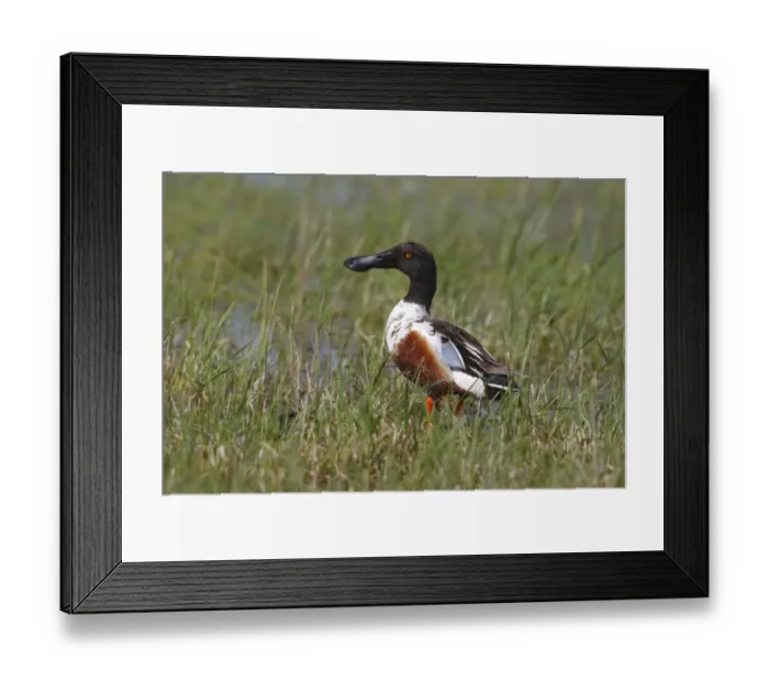 Framed Print : Northern Shoveler -Anas clypeata-, drake standing in a moist meadow, Illmitz, Burgenland, Austria Framed Print : Northern Shoveler -Anas clypeata-, drake standing in a moist meadow, Illmitz, Burgenland, Austria