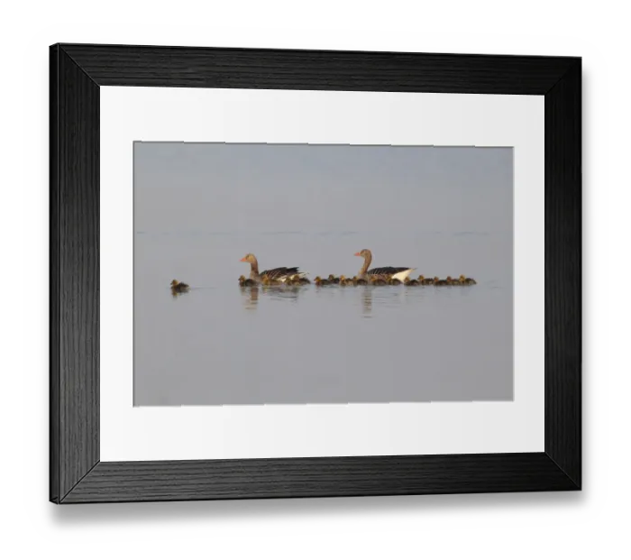 Framed Print : Greylag Geese -Anser anser-, swimming pair with chicks, Illmitz, Burgenland, Austria Framed Print : Greylag Geese -Anser anser-, swimming pair with chicks, Illmitz, Burgenland, Austria