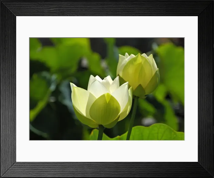 Framed Print : Two White Lotus Flowers -Nelumbo sp. -, Erlangen Botanical Garden, Erlangen, Middle Franconia, Bavaria, Germany Framed Print : Two White Lotus Flowers -Nelumbo sp. -, Erlangen Botanical Garden, Erlangen, Middle Franconia, Bavaria, Germany