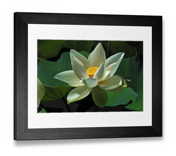 Framed Print : White Lotus Flower -Nelumbo sp. -, Erlangen Botanical Garden, Erlangen, Middle Franconia, Bavaria, Germany Framed Print : White Lotus Flower -Nelumbo sp. -, Erlangen Botanical Garden, Erlangen, Middle Franconia, Bavaria, Germany