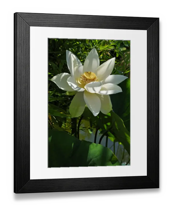 Framed Print : White Lotus Flower -Nelumbo sp. -, Erlangen Botanical Garden, Erlangen, Middle Franconia, Bavaria, Germany