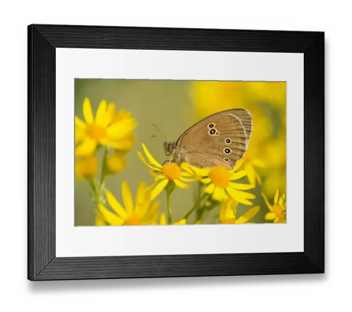 Framed Print : Ringlet -Aphantopus hyperantus-, Lower Saxony, Germany Framed Print : Ringlet -Aphantopus hyperantus-, Lower Saxony, Germany