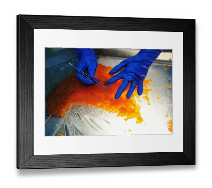 Framed Print : Salmon caviar, Russian specialty, bad salmon eggs are sorted out by hand, Kamchatka Peninsula, Russia Framed Print : Salmon caviar, Russian specialty, bad salmon eggs are sorted out by hand, Kamchatka Peninsula, Russia