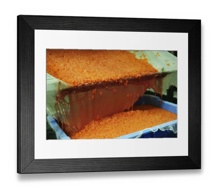 Framed Print : Salmon caviar, Russian specialty, being cleaned in a washing process, Kamchatka Peninsula, Russia Framed Print : Salmon caviar, Russian specialty, being cleaned in a washing process, Kamchatka Peninsula, Russia