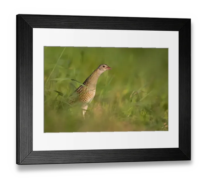 Framed Print : Corncrake -Crex crex-, furtively looking out from behind cover, Middle Elbe region, Saxony-Anhalt, Germany Framed Print : Corncrake -Crex crex-, furtively looking out from behind cover, Middle Elbe region, Saxony-Anhalt, Germany