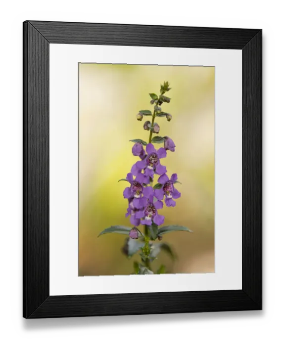 Framed Print : Angelface -Angelonia spec. -, flowering, Lower Saxony, Germany Framed Print : Angelface -Angelonia spec. -, flowering, Lower Saxony, Germany
