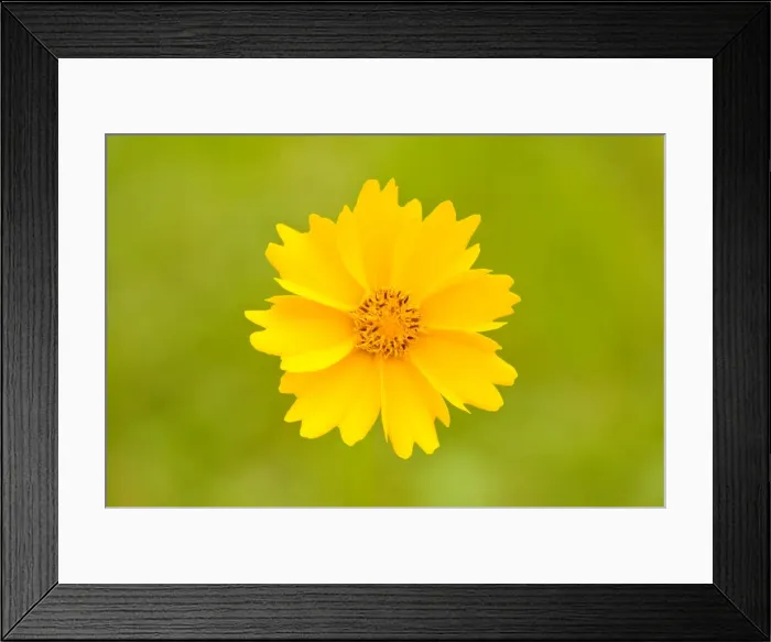 Framed Print : Calliopsis -Coreopsis sp. -, flower, Lower Saxony, Germany Framed Print : Calliopsis -Coreopsis sp. -, flower, Lower Saxony, Germany