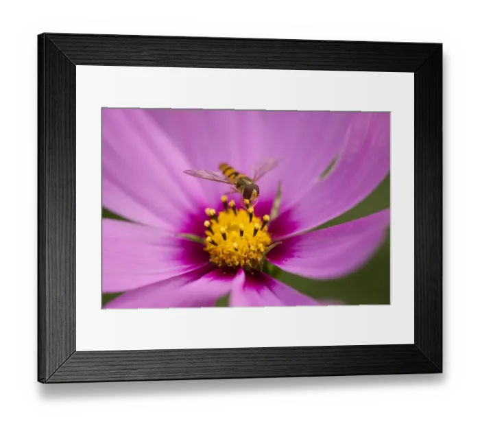 Framed Print : Hoverfly -Syrphidae- perched on the flower of a Purple Coneflower -Echinacea spp. -, Lower Saxony, Germany Framed Print : Hoverfly -Syrphidae- perched on the flower of a Purple Coneflower -Echinacea spp. -, Lower Saxony, Germany