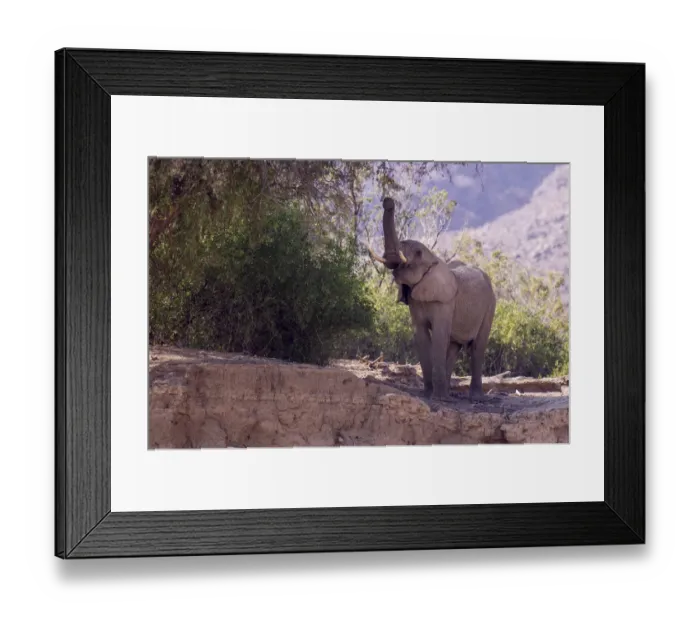 Framed Print : African Bush Elephant -Loxodonta africana- feeding, Hoarusib, Damaraland, Namibia Framed Print : African Bush Elephant -Loxodonta africana- feeding, Hoarusib, Damaraland, Namibia