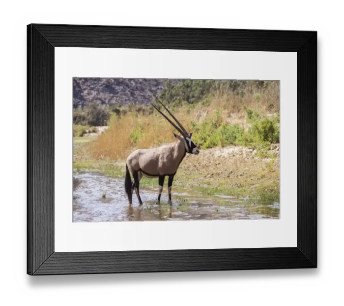 Framed Print : Gemsbok -Oryx gazella-, Kaokoland, Namibia Framed Print : Gemsbok -Oryx gazella-, Kaokoland, Namibia