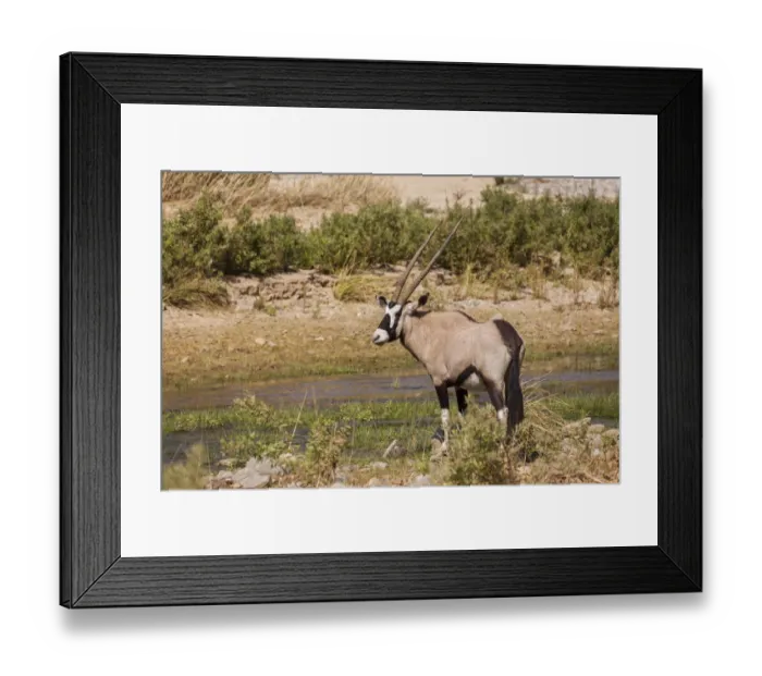 Framed Print : Gemsbok -Oryx gazella-, Kaokoland, Namibia Framed Print : Gemsbok -Oryx gazella-, Kaokoland, Namibia