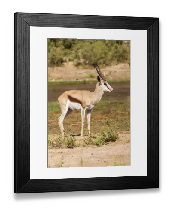 Framed Print : Springbok -Antidorcas marsupialis-, Kaokoland, Namibia Framed Print : Springbok -Antidorcas marsupialis-, Kaokoland, Namibia