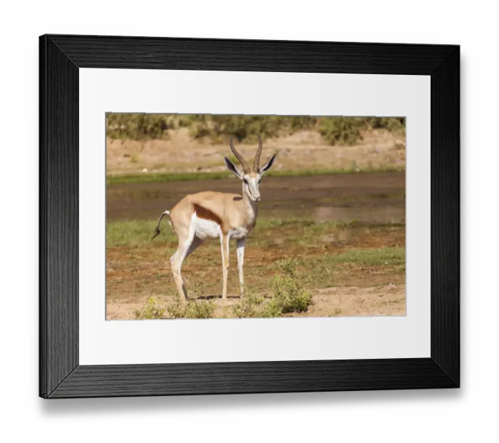Framed Print : Springbok -Antidorcas marsupialis-, Kaokoland, Namibia Framed Print : Springbok -Antidorcas marsupialis-, Kaokoland, Namibia