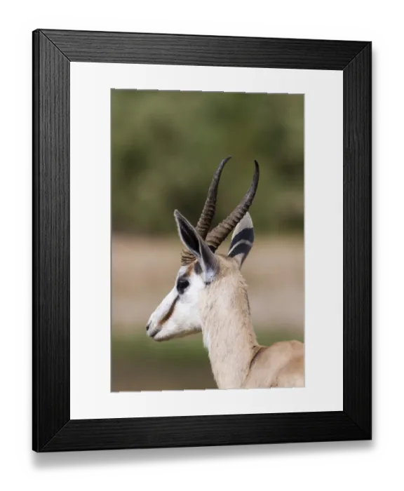 Framed Print : Springbok -Antidorcas marsupialis-, Hoarusib, Kaokoland, Namibia Framed Print : Springbok -Antidorcas marsupialis-, Hoarusib, Kaokoland, Namibia