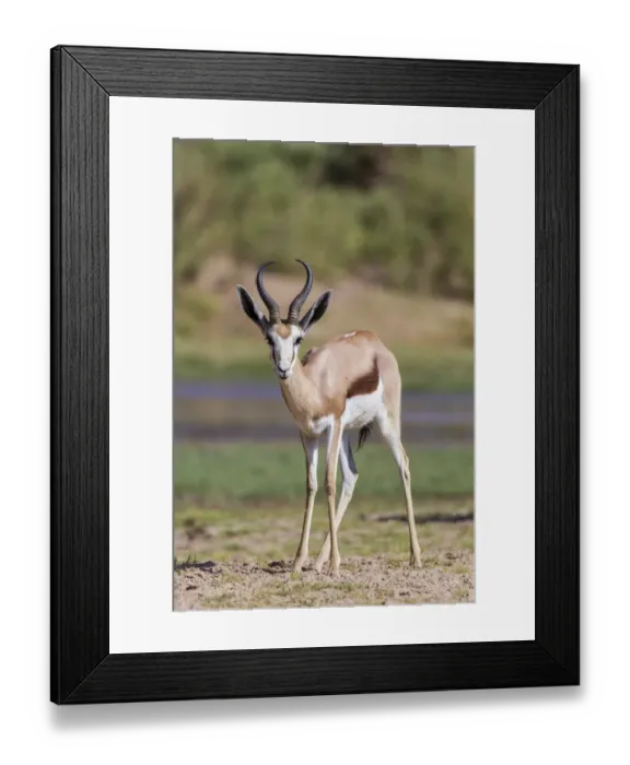 Framed Print : Springbok -Antidorcas marsupialis-, Hoarusib, Kaokoland, Namibia Framed Print : Springbok -Antidorcas marsupialis-, Hoarusib, Kaokoland, Namibia