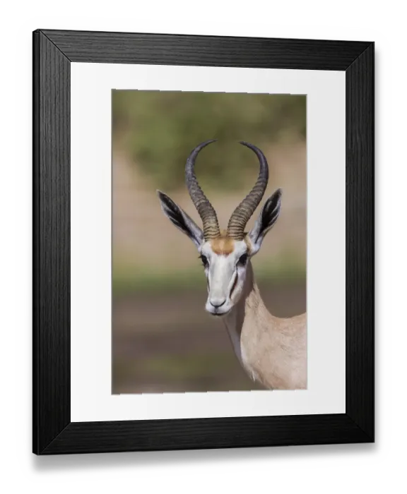 Framed Print : Springbok -Antidorcas marsupialis-, Hoarusib, Kaokoland, Namibia Framed Print : Springbok -Antidorcas marsupialis-, Hoarusib, Kaokoland, Namibia