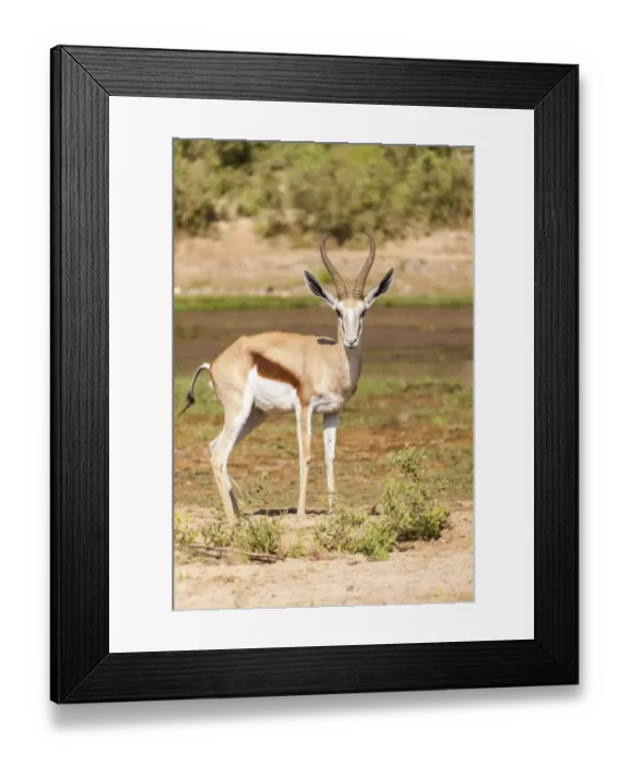 Framed Print : Springbok -Antidorcas marsupialis-, Kaokoland, Namibia Framed Print : Springbok -Antidorcas marsupialis-, Kaokoland, Namibia