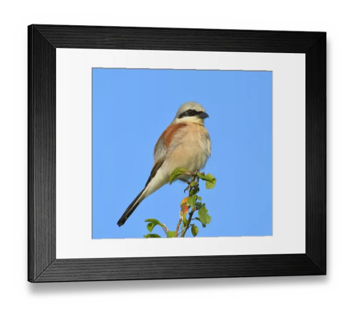 Framed Print : Red-backed Shrike -Lanius collurio-, male perched on twig, Biosphere Reserve Swabian Alb, Baden-Wurttemberg, Germany Framed Print : Red-backed Shrike -Lanius collurio-, male perched on twig, Biosphere Reserve Swabian Alb, Baden-Wurttemberg, Germany