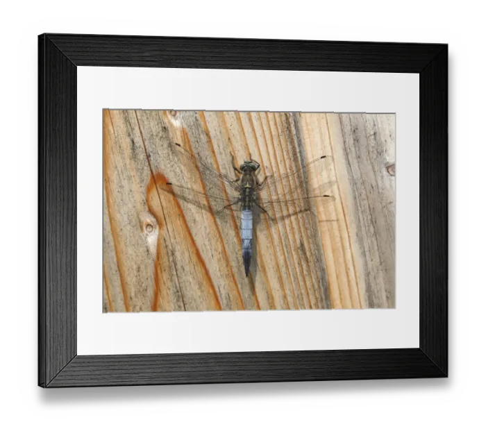 Framed Print : Black-tailed Skimmer -Orthetrum cancellatum-, male resting on a board, Zicklacke soda lake, Illmitz, Burgenland, Austria Framed Print : Black-tailed Skimmer -Orthetrum cancellatum-, male resting on a board, Zicklacke soda lake, Illmitz, Burgenland, Austria