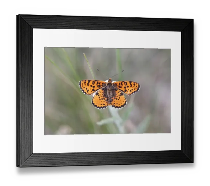 Framed Print : Spotted Fritillary -Melitaea didyma-, Hackelsberg nature reserve, Winden am See, Burgenland, Austria Framed Print : Spotted Fritillary -Melitaea didyma-, Hackelsberg nature reserve, Winden am See, Burgenland, Austria