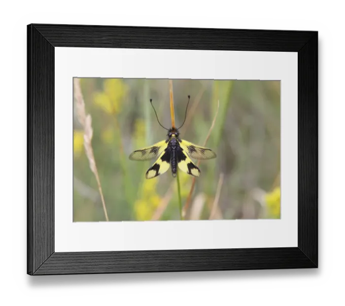 Framed Print : Ascalaphid -Libelloides macaronius-, resting on a blade of grass, Hackelsberg nature reserve, Winden am See, Burgenland, Austria Framed Print : Ascalaphid -Libelloides macaronius-, resting on a blade of grass, Hackelsberg nature reserve, Winden am See, Burgenland, Austria