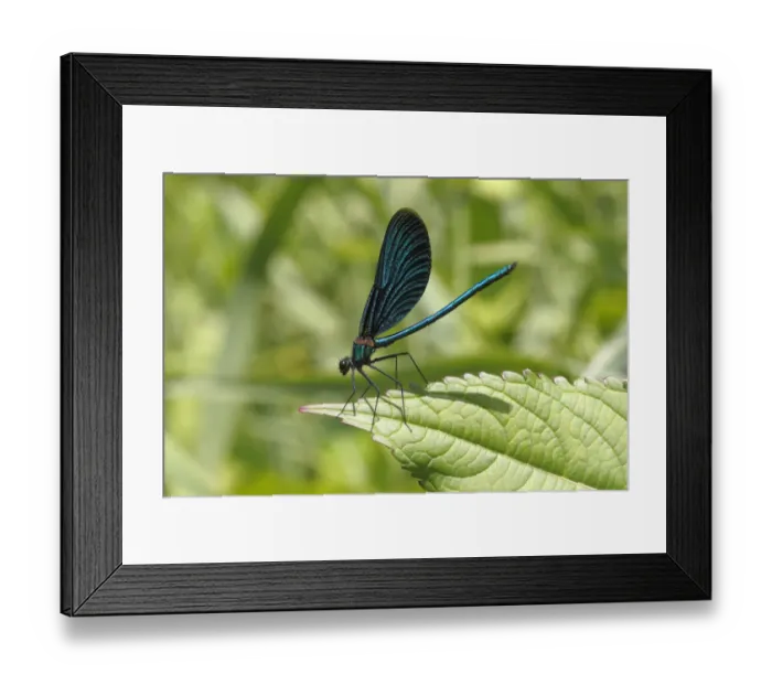 Framed Print : Beautiful Demoiselle -Calopteryx virgo-, male sitting on a leaf, Wiederstein, Neunkirchen, North Rhine-Westphalia, Germany