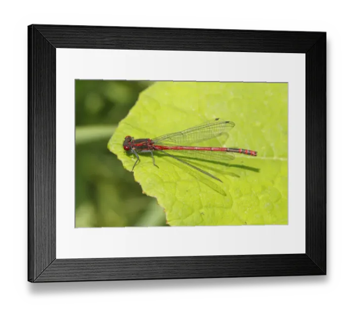 Framed Print : Large Red Damselfly -Pyrrhosoma nymphula-, male resting on a leaf, Wiederstein, Neunkirchen, North Rhine-Westphalia, Germany Framed Print : Large Red Damselfly -Pyrrhosoma nymphula-, male resting on a leaf, Wiederstein, Neunkirchen, North Rhine-Westphalia, Germany
