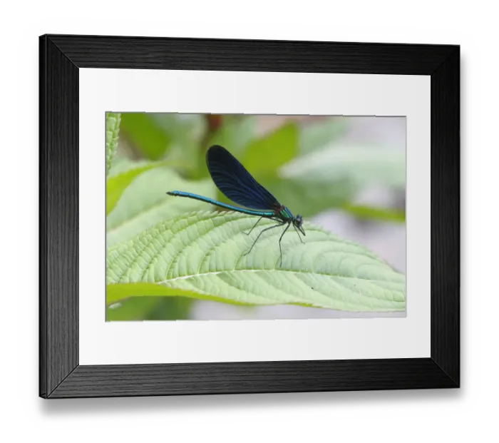 Framed Print : Beautiful Demoiselle -Calopteryx virgo-, male sitting on a leaf, Wiederstein, Neunkirchen, North Rhine-Westphalia, Germany