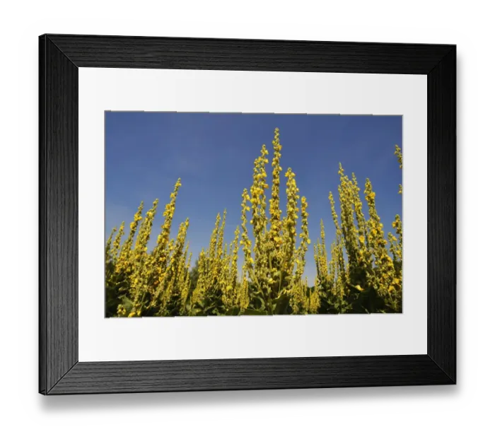 Framed Print : Denseflower mullein -Verbascum densiflorum-, against blue sky, Bavaria, Germany Framed Print : Denseflower mullein -Verbascum densiflorum-, against blue sky, Bavaria, Germany