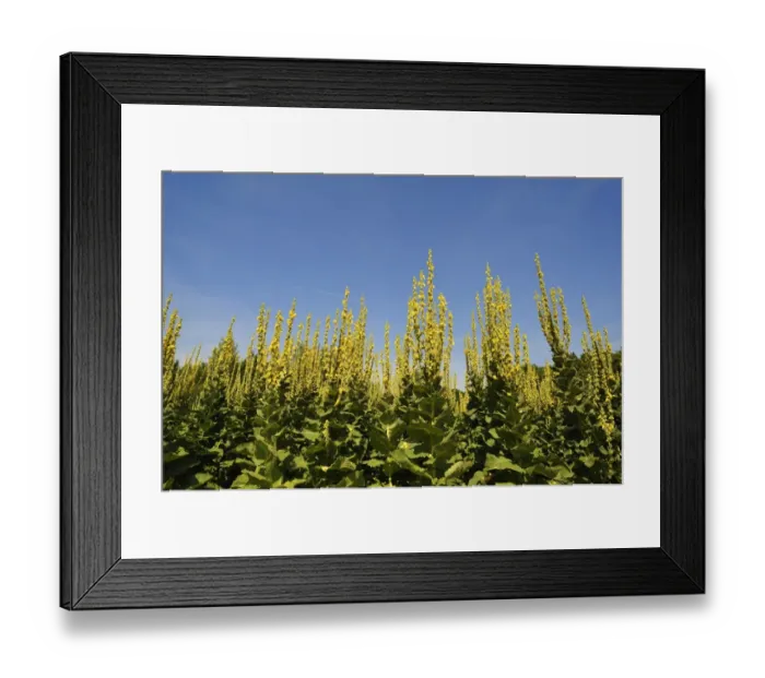 Framed Print : Denseflower mullein -Verbascum densiflorum-, against blue sky, Bavaria, Germany Framed Print : Denseflower mullein -Verbascum densiflorum-, against blue sky, Bavaria, Germany