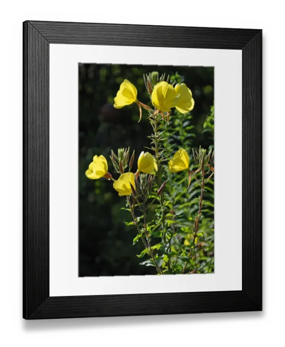 Framed Print : Common Evening Primrose -Oenothera biennis-, flowering, Bavaria, Germany Framed Print : Common Evening Primrose -Oenothera biennis-, flowering, Bavaria, Germany