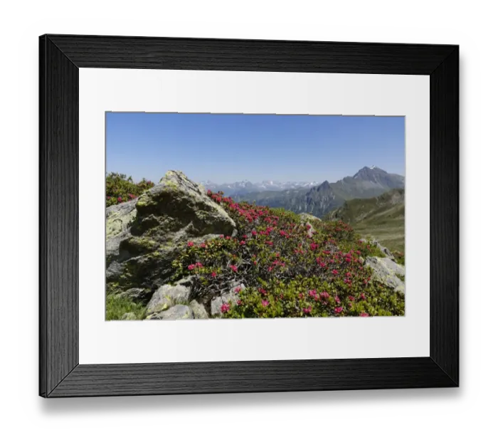 Framed Print : Alpenrose -Rhododendron ferrugineum-, at St. Antoenier Joch, saddle, Montafon, Raetikon, Vorarlberg, Austria Framed Print : Alpenrose -Rhododendron ferrugineum-, at St. Antoenier Joch, saddle, Montafon, Raetikon, Vorarlberg, Austria