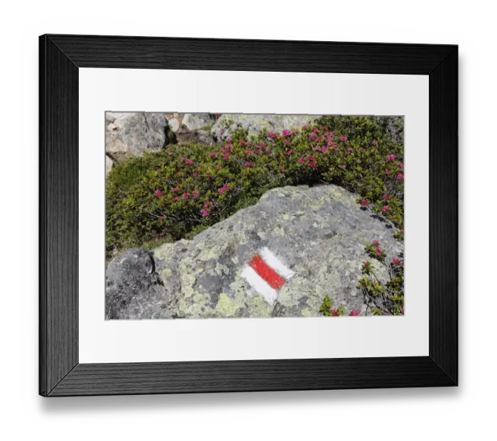 Framed Print : Alpenrose -Rhododendron ferrugineum-, trail-marking, Mt Schafberg, Montafon, Raetikon, Vorarlberg, Austria Framed Print : Alpenrose -Rhododendron ferrugineum-, trail-marking, Mt Schafberg, Montafon, Raetikon, Vorarlberg, Austria