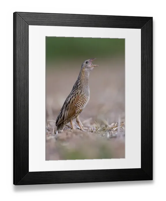 Framed Print : Corncrake -Crex crex-, calling, courtship, Middle Elbe region, Saxony-Anhalt, Germany