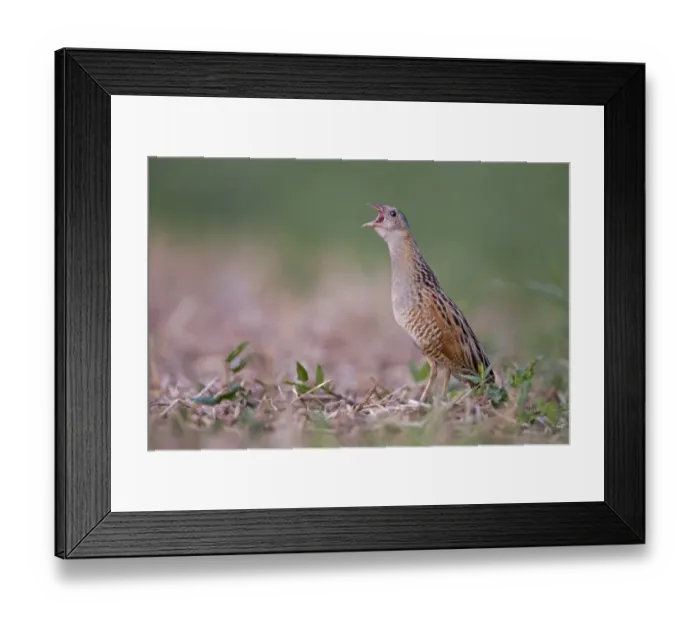 Framed Print : Corncrake -Crex crex-, calling, courtship, Middle Elbe region, Saxony-Anhalt, Germany Framed Print : Corncrake -Crex crex-, calling, courtship, Middle Elbe region, Saxony-Anhalt, Germany