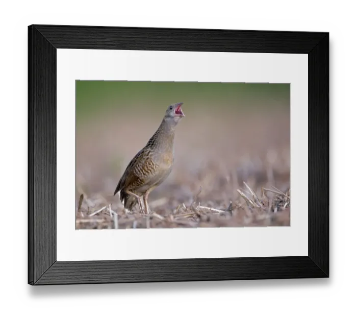 Framed Print : Corncrake -Crex crex-, calling, courtship, Middle Elbe region, Saxony-Anhalt, Germany Framed Print : Corncrake -Crex crex-, calling, courtship, Middle Elbe region, Saxony-Anhalt, Germany