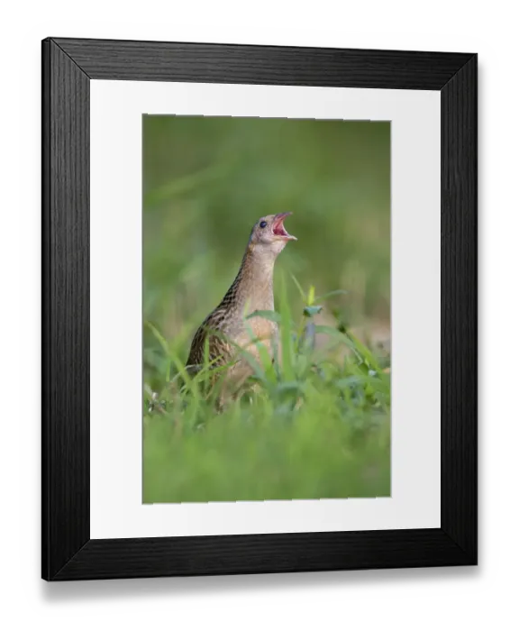 Framed Print : Corncrake -Crex crex-, calling, Middle Elbe region, Saxony-Anhalt, Germany Framed Print : Corncrake -Crex crex-, calling, Middle Elbe region, Saxony-Anhalt, Germany