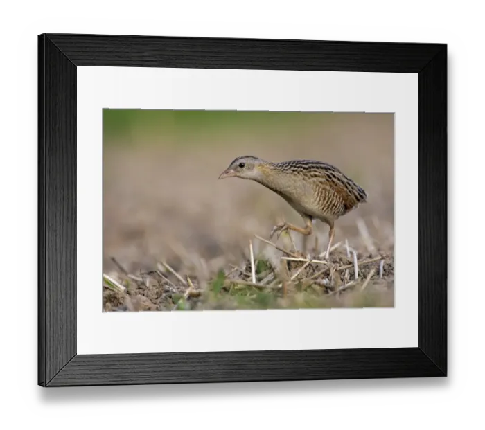 Framed Print : Corncrake -Crex crex-, foraging on the edge of a meadow, Middle Elbe region, Saxony-Anhalt, Germany Framed Print : Corncrake -Crex crex-, foraging on the edge of a meadow, Middle Elbe region, Saxony-Anhalt, Germany