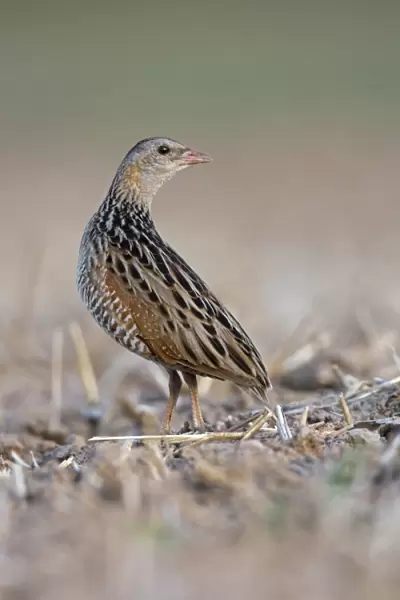 Corncrake -Crex crex-, listenting to a rivals song, Middle Elbe region, Saxony-Anhalt, Germany