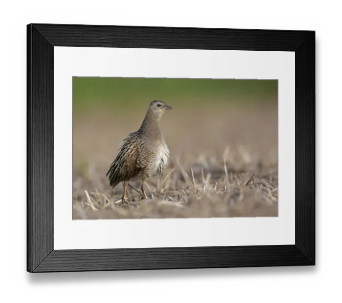 Framed Print : Corncrake -Crex crex- preening, Middle Elbe region, Saxony-Anhalt, Germany Framed Print : Corncrake -Crex crex- preening, Middle Elbe region, Saxony-Anhalt, Germany
