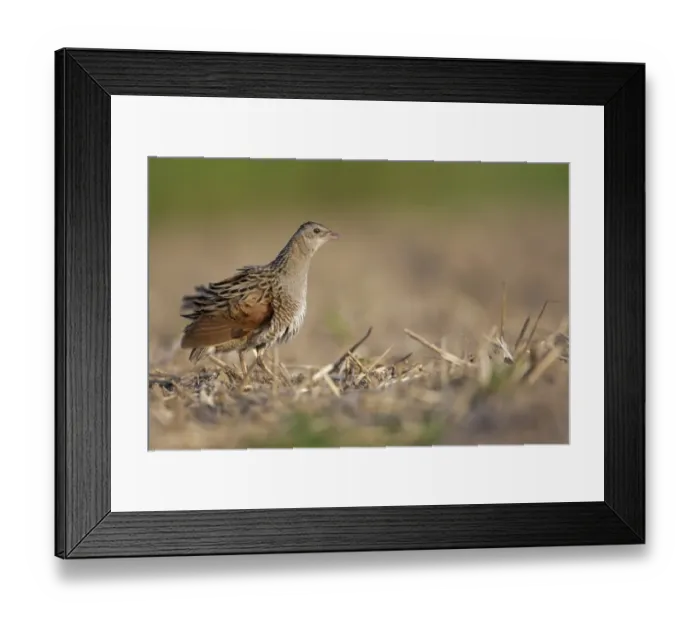 Framed Print : Corncrake -Crex crex-, preening, Middle Elbe region, Saxony-Anhalt, Germany Framed Print : Corncrake -Crex crex-, preening, Middle Elbe region, Saxony-Anhalt, Germany