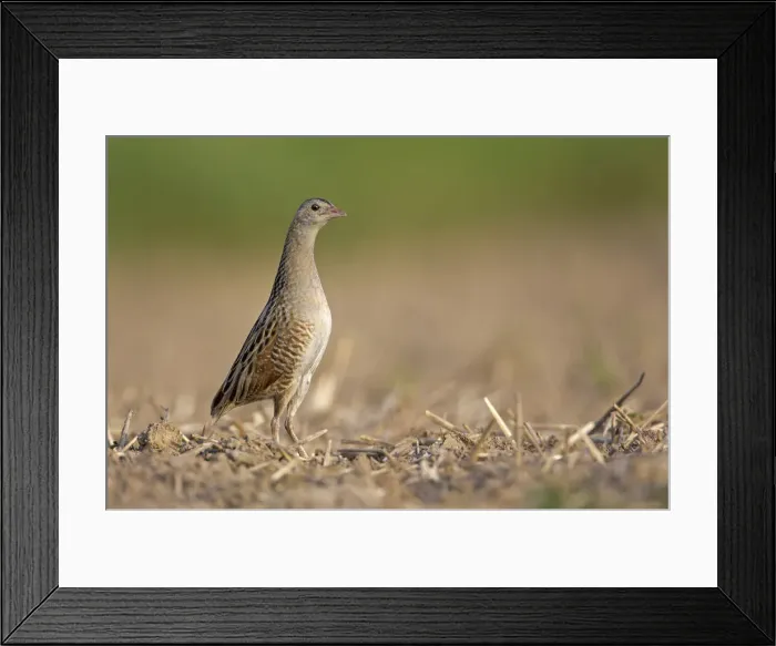 Framed Print : Corncrake -Crex crex-, attentive, Middle Elbe region, Saxony-Anhalt, Germany Framed Print : Corncrake -Crex crex-, attentive, Middle Elbe region, Saxony-Anhalt, Germany