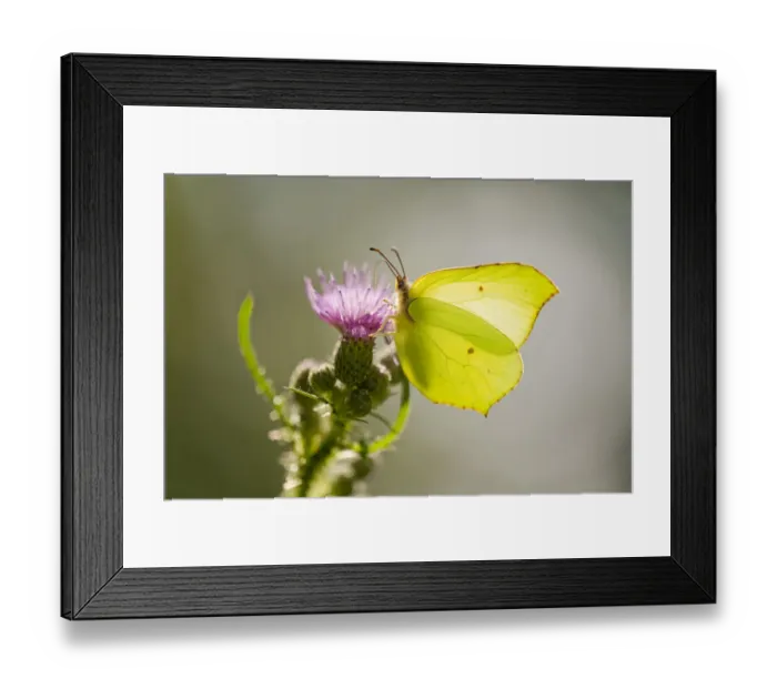Framed Print : Brimstone -Gonepteryx rhamni- sucking nectar, Lower Saxony, Germany Framed Print : Brimstone -Gonepteryx rhamni- sucking nectar, Lower Saxony, Germany