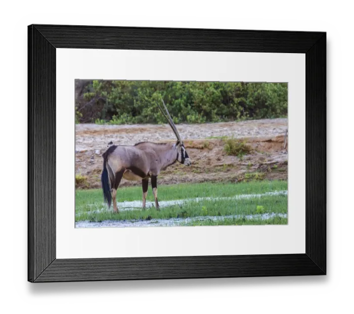 Framed Print : Gemsbok -Oryx gazella-, Kaokoland, Namibia Framed Print : Gemsbok -Oryx gazella-, Kaokoland, Namibia