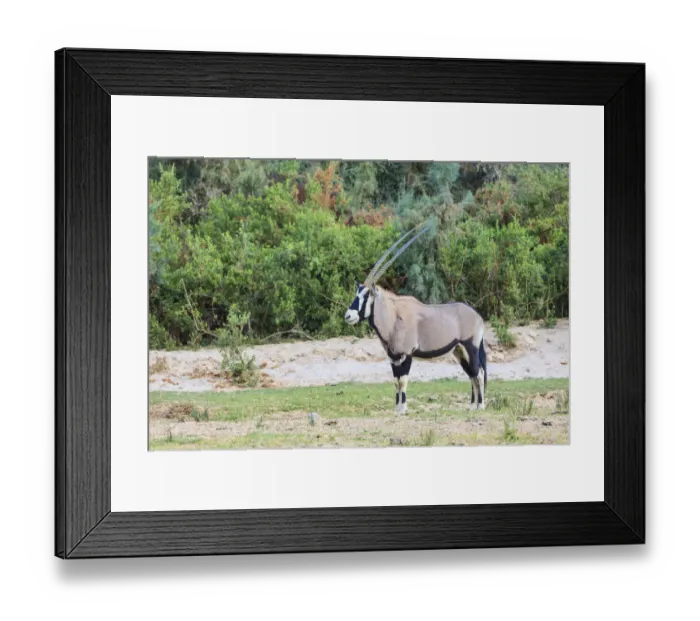 Framed Print : Gemsbok -Oryx gazella-, Kaokoland, Namibia Framed Print : Gemsbok -Oryx gazella-, Kaokoland, Namibia