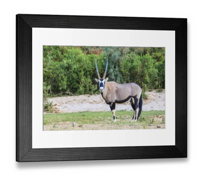 Framed Print : Gemsbok -Oryx gazella-, Kaokoland, Namibia Framed Print : Gemsbok -Oryx gazella-, Kaokoland, Namibia