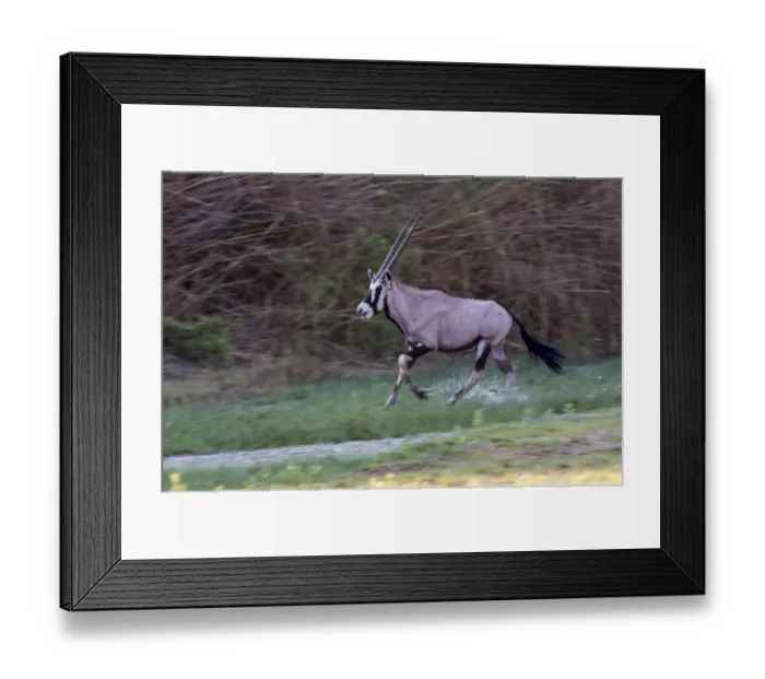 Framed Print : Gemsbok -Oryx gazella-, Hoarusib, Puros, Kaokoland, Namibia Framed Print : Gemsbok -Oryx gazella-, Hoarusib, Puros, Kaokoland, Namibia