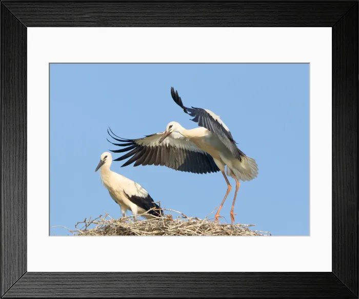 Framed Print : White Storks -Ciconia ciconia-, two young storks on a nest during flight exercises, North Hesse, Hesse, Germany Framed Print : White Storks -Ciconia ciconia-, two young storks on a nest during flight exercises, North Hesse, Hesse, Germany