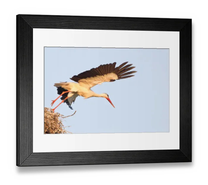 Framed Print : Start of a white stork -Ciconia ciconia- from the nest, Hesse, Germany